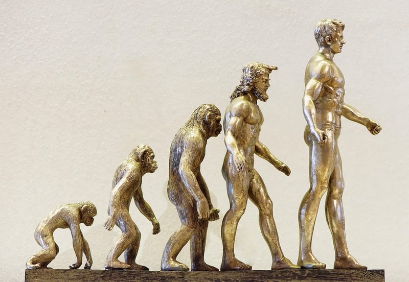 Human Evolution